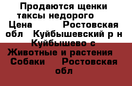 Продаются щенки таксы недорого!!  › Цена ­ 250 - Ростовская обл., Куйбышевский р-н, Куйбышево с. Животные и растения » Собаки   . Ростовская обл.